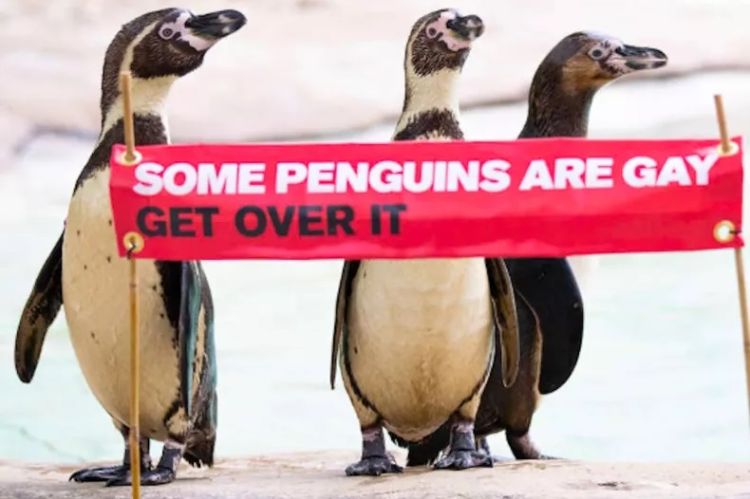 Pingvinai // Nuotr. ZSL London Zoo