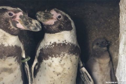 Pingvinų šeima // Nuotr. iš @oceanariumbournemouth