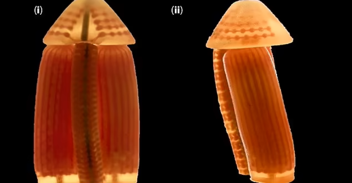 Penis