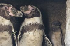 Pingvinų šeima // Nuotr. iš @oceanariumbournemouth